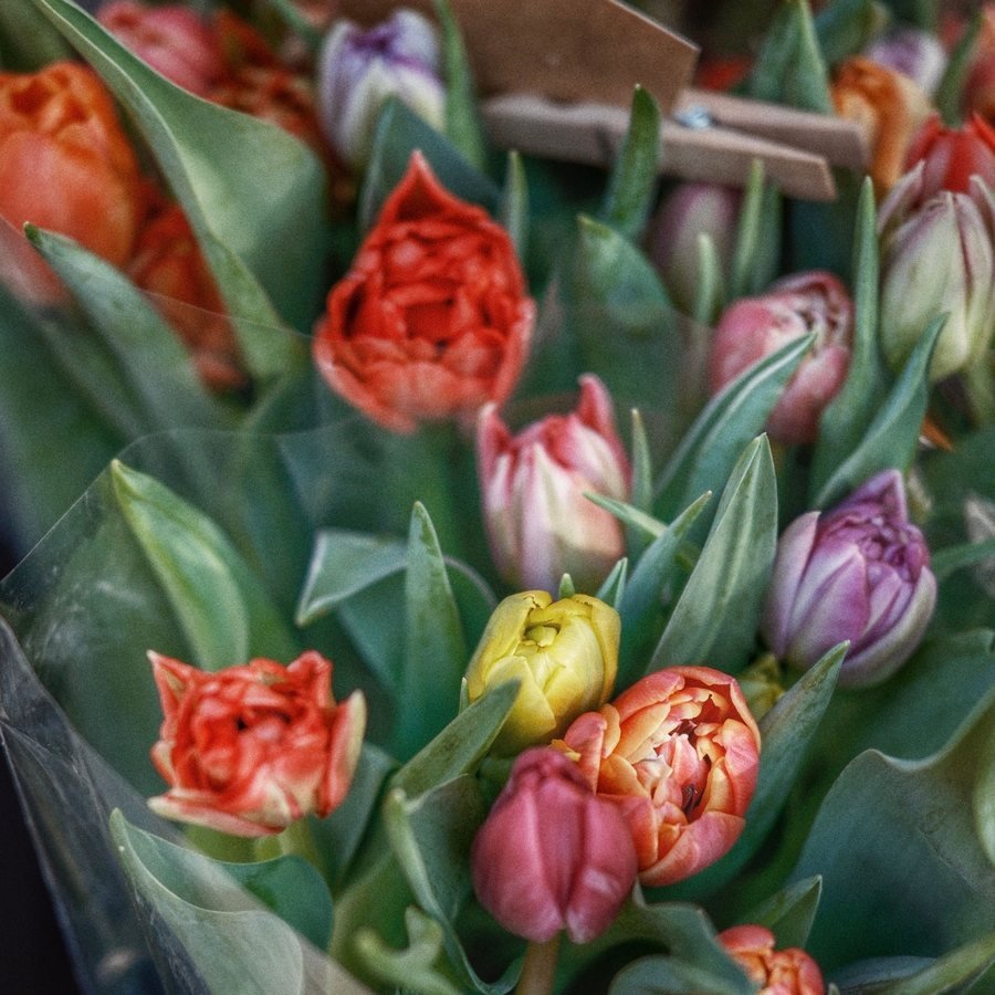 Spring tulip mix