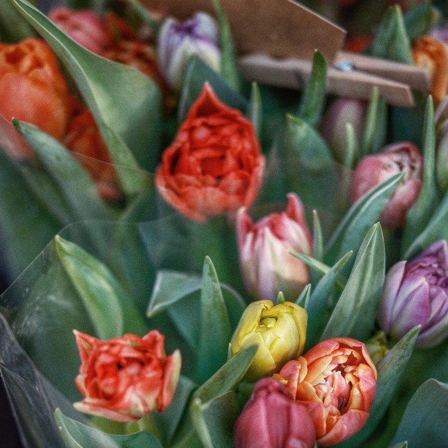 Garden tulips