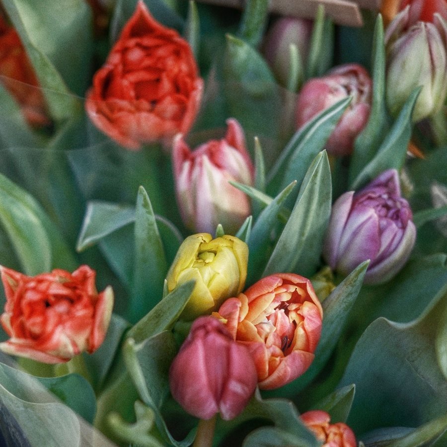 Fresh tulip bunch