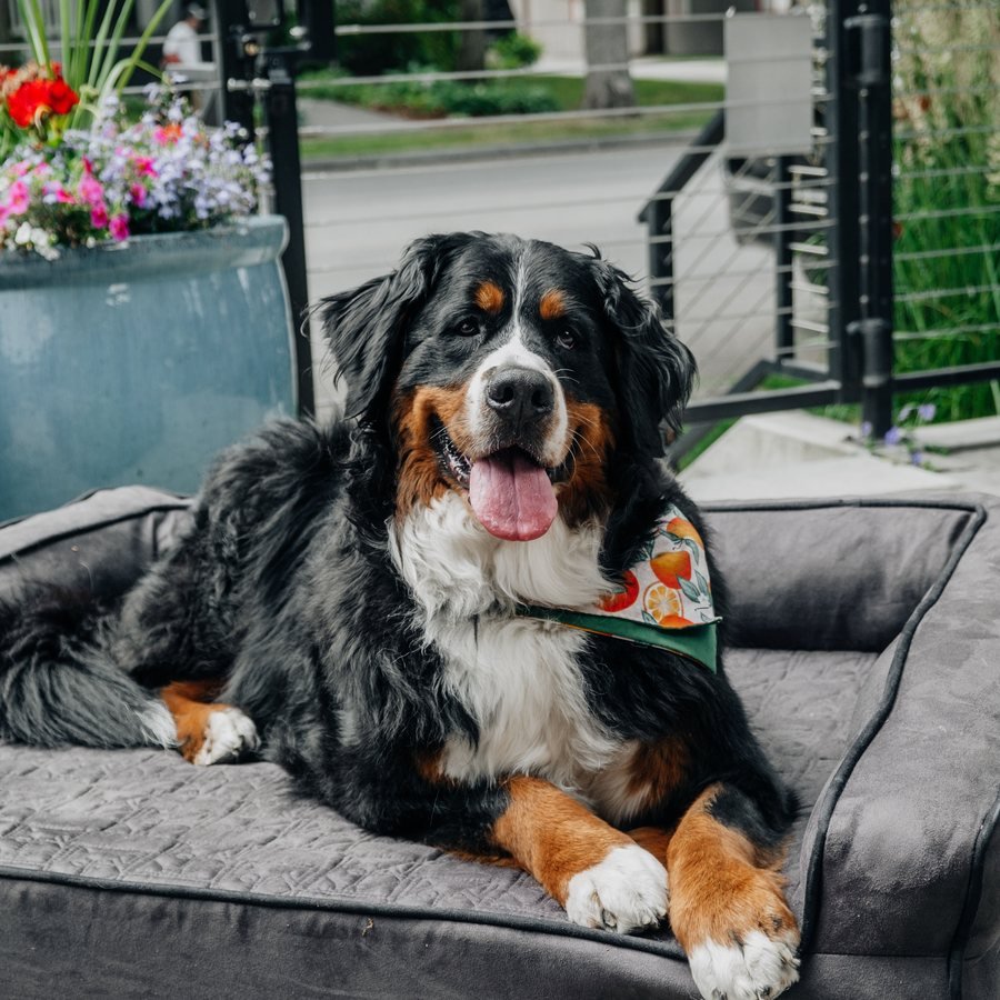 Comfort dog bed